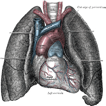 The human heart and lungs
