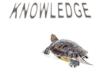 Turtle heads towards knowledge