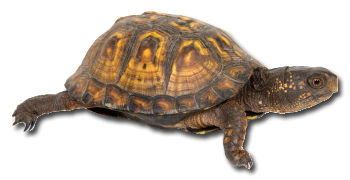 Orange Box turtle